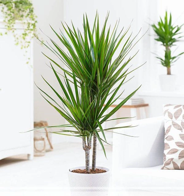 9 loại cây thanh lọc không khí trong nhà tốt nhất mà lại rất dễ trồng - 8