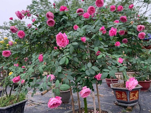 Cách trồng hoa hồng cổ sapa cho hoa nở căng to như bát cơm rực rỡ góc vườn - 1