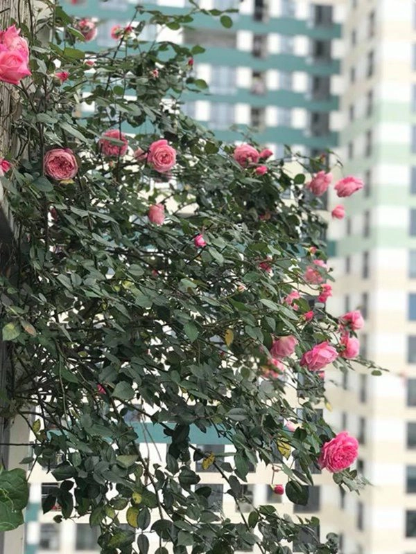 Cách trồng hoa hồng cổ sapa cho hoa nở căng to như bát cơm rực rỡ góc vườn - 2