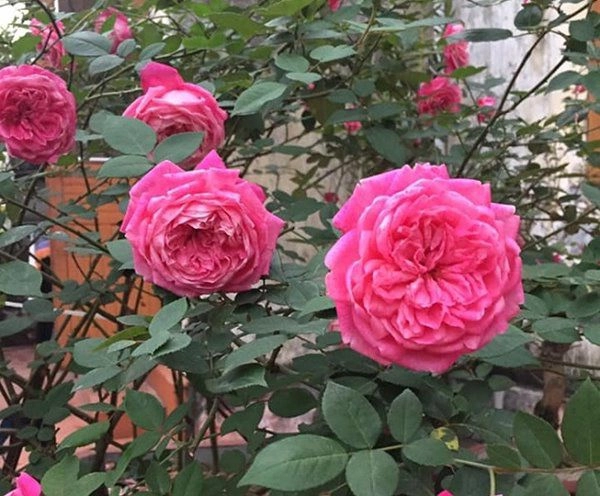 Cách trồng hoa hồng cổ sapa cho hoa nở căng to như bát cơm rực rỡ góc vườn - 3
