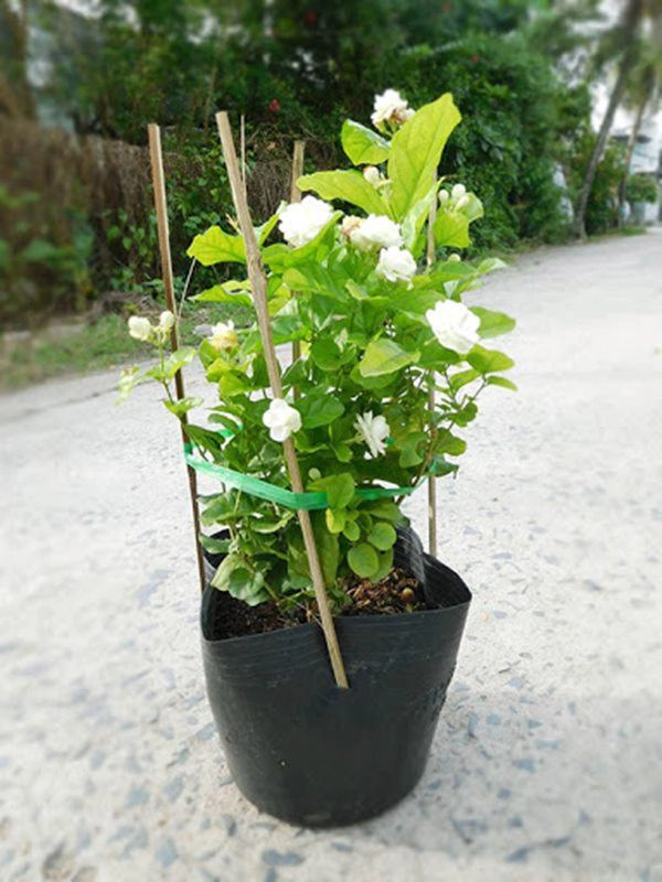 Cắt cành hoa nhài và rắc một ít phân vào bọng hoa nhài nở nhiều và thơm hơn bình thường - 3