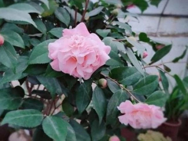 Hoa hồng trồng chậu ngày một cỗi chỉ cần một mẹo nhỏ rễ khỏe như vâm nụ nở đẹp - 4