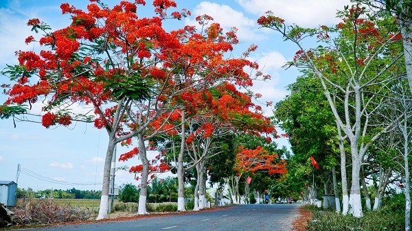 Cây phượng vĩ - đặc điểm cách trồng và ý nghĩa loài cây hoa của mùa hè - 3