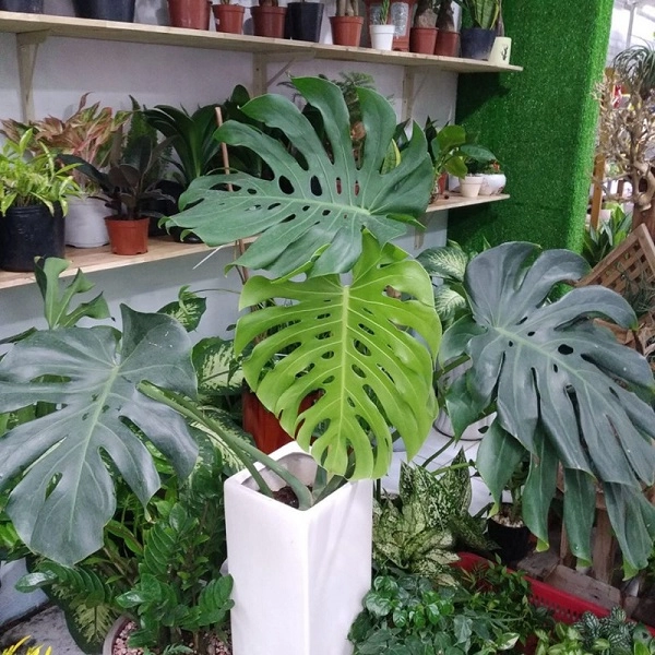 Cây trầu bà nam mỹ monstera là cây gì ý nghĩa và cách chăm sóc - 3