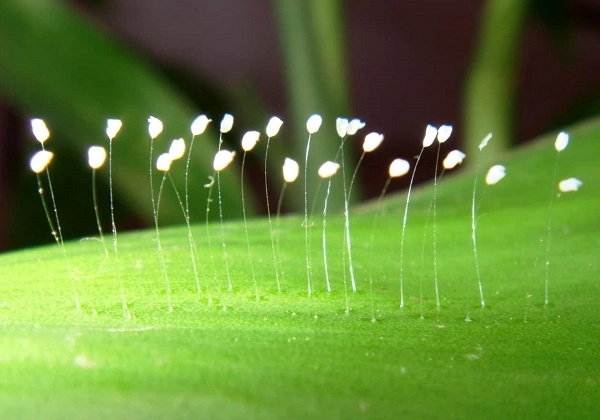 Hoa ưu đàm là hoa gì đặc điểm ý nghĩa độc đáo và những sự thật thú vị - 2