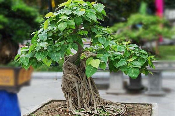 10 cây cảnh bonsai đẹp nhất và cách chăm sóc cây bonsai đúng kỹ thuật - 2