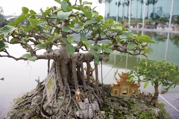 10 cây cảnh bonsai đẹp nhất và cách chăm sóc cây bonsai đúng kỹ thuật - 3