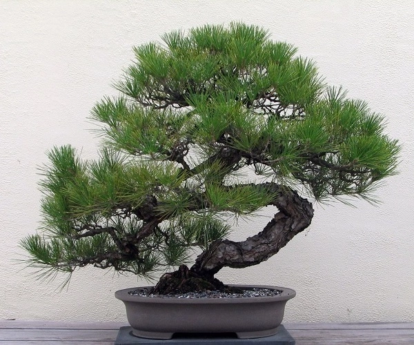 10 cây cảnh bonsai đẹp nhất và cách chăm sóc cây bonsai đúng kỹ thuật - 4