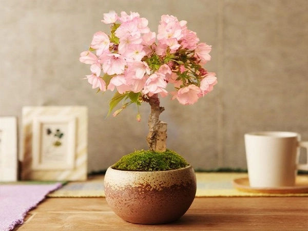 10 cây cảnh bonsai đẹp nhất và cách chăm sóc cây bonsai đúng kỹ thuật - 5