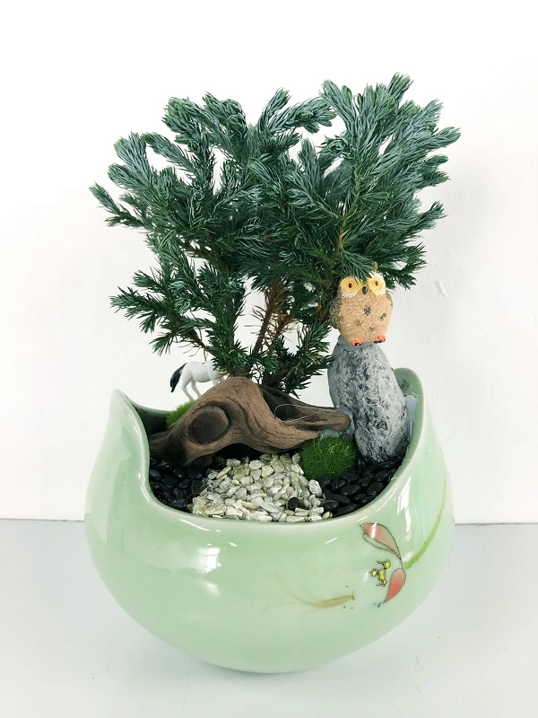 10 cây cảnh bonsai đẹp nhất và cách chăm sóc cây bonsai đúng kỹ thuật - 6