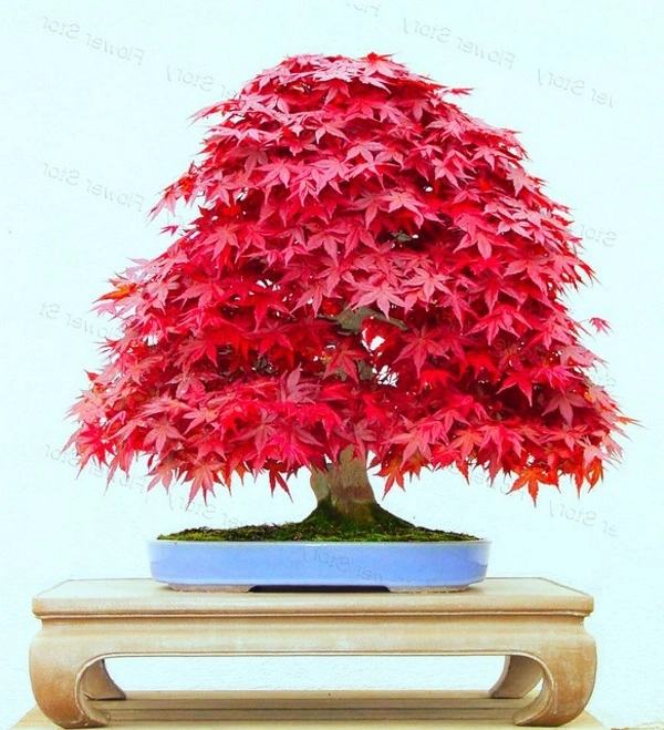 10 cây cảnh bonsai đẹp nhất và cách chăm sóc cây bonsai đúng kỹ thuật - 7