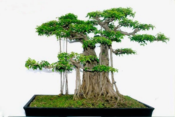10 cây cảnh bonsai đẹp nhất và cách chăm sóc cây bonsai đúng kỹ thuật - 8
