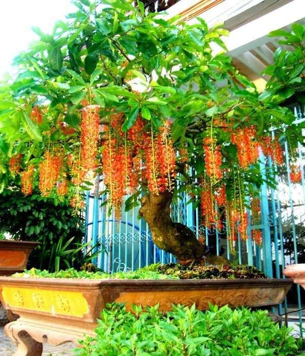10 cây cảnh bonsai đẹp nhất và cách chăm sóc cây bonsai đúng kỹ thuật - 9