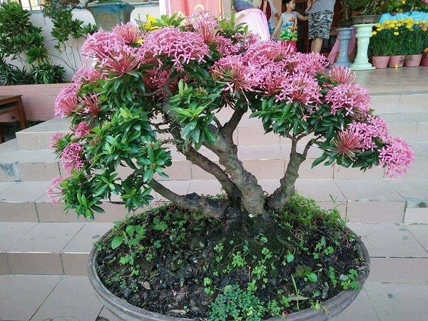 10 cây cảnh bonsai đẹp nhất và cách chăm sóc cây bonsai đúng kỹ thuật - 10
