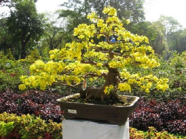 10 cây cảnh bonsai đẹp nhất và cách chăm sóc cây bonsai đúng kỹ thuật - 11