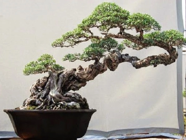 10 cây cảnh bonsai đẹp nhất và cách chăm sóc cây bonsai đúng kỹ thuật - 12