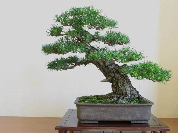 10 cây cảnh bonsai đẹp nhất và cách chăm sóc cây bonsai đúng kỹ thuật - 13