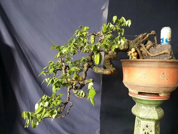 10 cây cảnh bonsai đẹp nhất và cách chăm sóc cây bonsai đúng kỹ thuật - 14