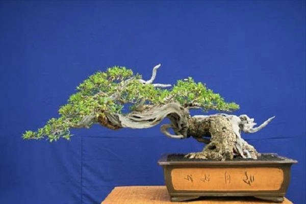 10 cây cảnh bonsai đẹp nhất và cách chăm sóc cây bonsai đúng kỹ thuật - 15