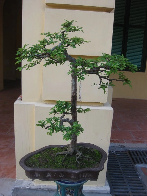 10 cây cảnh bonsai đẹp nhất và cách chăm sóc cây bonsai đúng kỹ thuật - 16