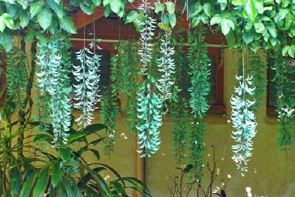 12 cây dây leo đẹp dễ trồng trong nhà hoặc ngoài ban công - 8