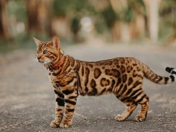 20 loài mèo rừng hoang dã trong tự nhiên quý hiếm trên thế giới - 1