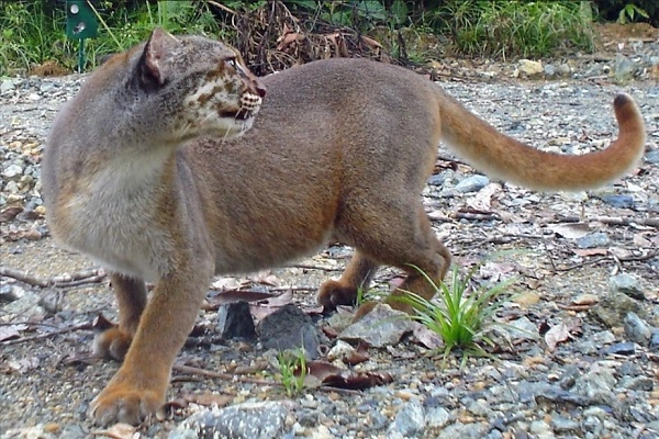 20 loài mèo rừng hoang dã trong tự nhiên quý hiếm trên thế giới - 2