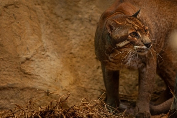 20 loài mèo rừng hoang dã trong tự nhiên quý hiếm trên thế giới - 3