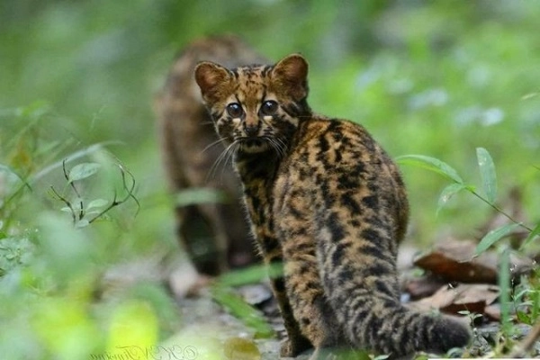 20 loài mèo rừng hoang dã trong tự nhiên quý hiếm trên thế giới - 4