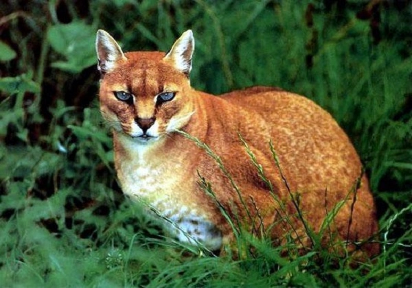 20 loài mèo rừng hoang dã trong tự nhiên quý hiếm trên thế giới - 6