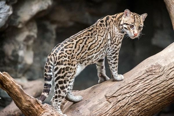 20 loài mèo rừng hoang dã trong tự nhiên quý hiếm trên thế giới - 8