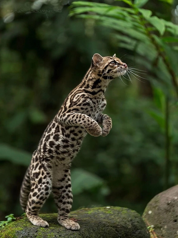 20 loài mèo rừng hoang dã trong tự nhiên quý hiếm trên thế giới - 9