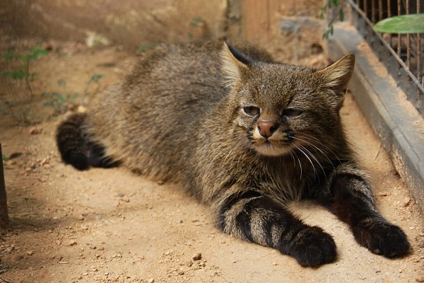 20 loài mèo rừng hoang dã trong tự nhiên quý hiếm trên thế giới - 10