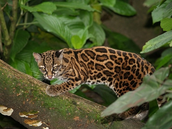 20 loài mèo rừng hoang dã trong tự nhiên quý hiếm trên thế giới - 11