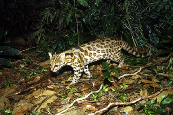 20 loài mèo rừng hoang dã trong tự nhiên quý hiếm trên thế giới - 12