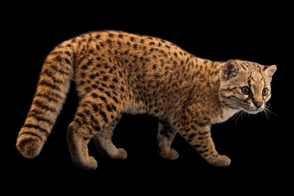 20 loài mèo rừng hoang dã trong tự nhiên quý hiếm trên thế giới - 13