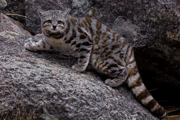 20 loài mèo rừng hoang dã trong tự nhiên quý hiếm trên thế giới - 15