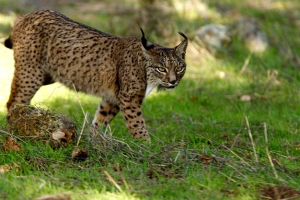 20 loài mèo rừng hoang dã trong tự nhiên quý hiếm trên thế giới - 17