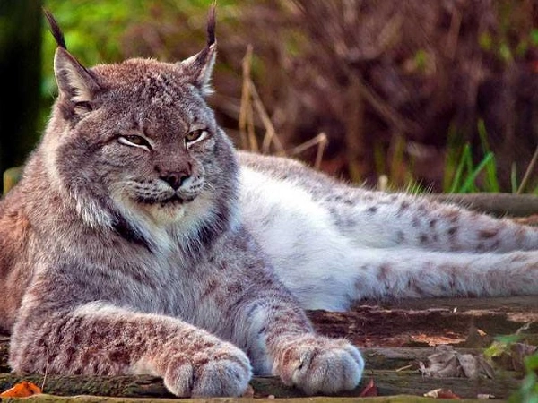 20 loài mèo rừng hoang dã trong tự nhiên quý hiếm trên thế giới - 18