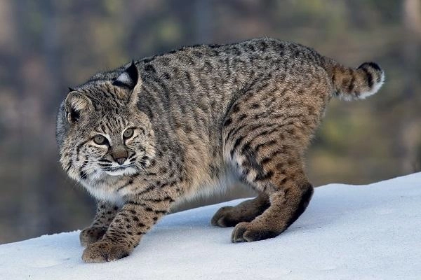 20 loài mèo rừng hoang dã trong tự nhiên quý hiếm trên thế giới - 19