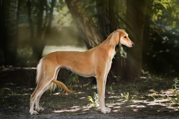 25 giống chó săn phổ biến được ưa chuộng ở việt nam và thế giới - 24
