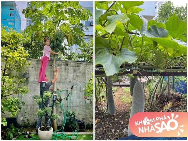 Bông hồng trồng mãi không nở dùng hai loại nước này để tưới hoa to ra liên tục - 7