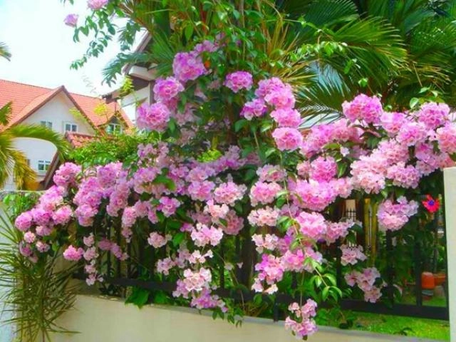 4 loại hoa leo tường dễ trồng nhất phủ thành thảm hoa rất đẹp sau 1 năm - 8