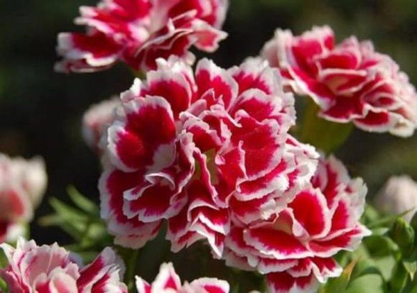 5 loại nước hoa tự nhiên này nếu đặt một chậu trong nhà nở ra vừa thơm vừa đẹp - 1