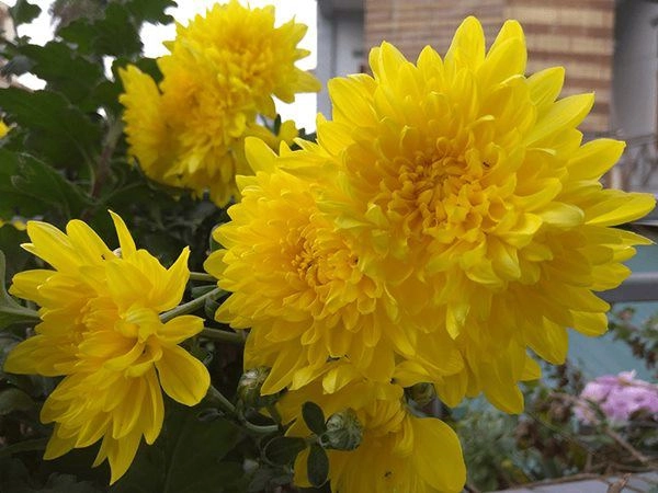 6 loại hoa nên đặt lên bàn thờ tết đoan ngọ mang ý nghĩa may mắn bình an - 2