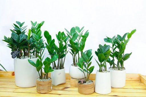 7 loại cây cảnh phổ biến nhưng có độc nên cân nhắc kỹ trước khi trồng - 4