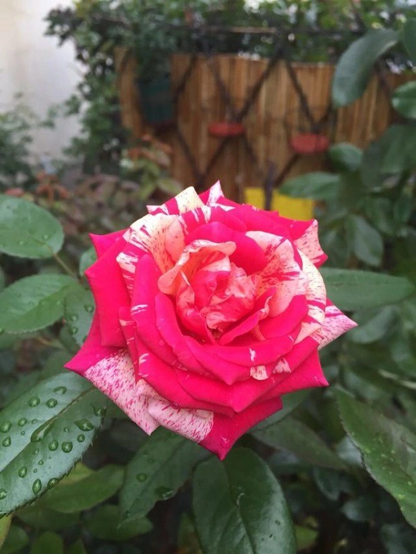 Bông hồng trồng mãi không nở dùng hai loại nước này để tưới hoa to ra liên tục - 1