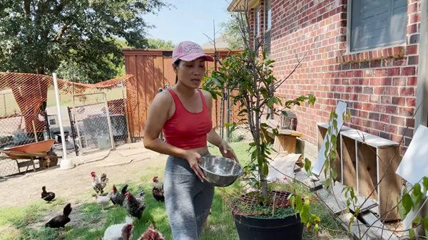 Ca sĩ hồng ngọc có vườn hàng nghìn mét vuông tại mỹ 2 năm không phải mua trứng gà - 5