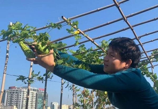 Ca sĩ trọng tấn làm vườn xanh um trên sân thượng mát tay trồng được cả dưa lưới - 5