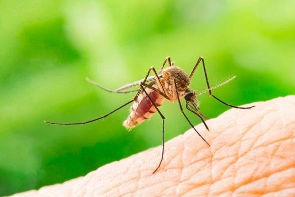 Cách đuổi muỗi trong phòng tự nhiên hiệu quả tại nhà - 1